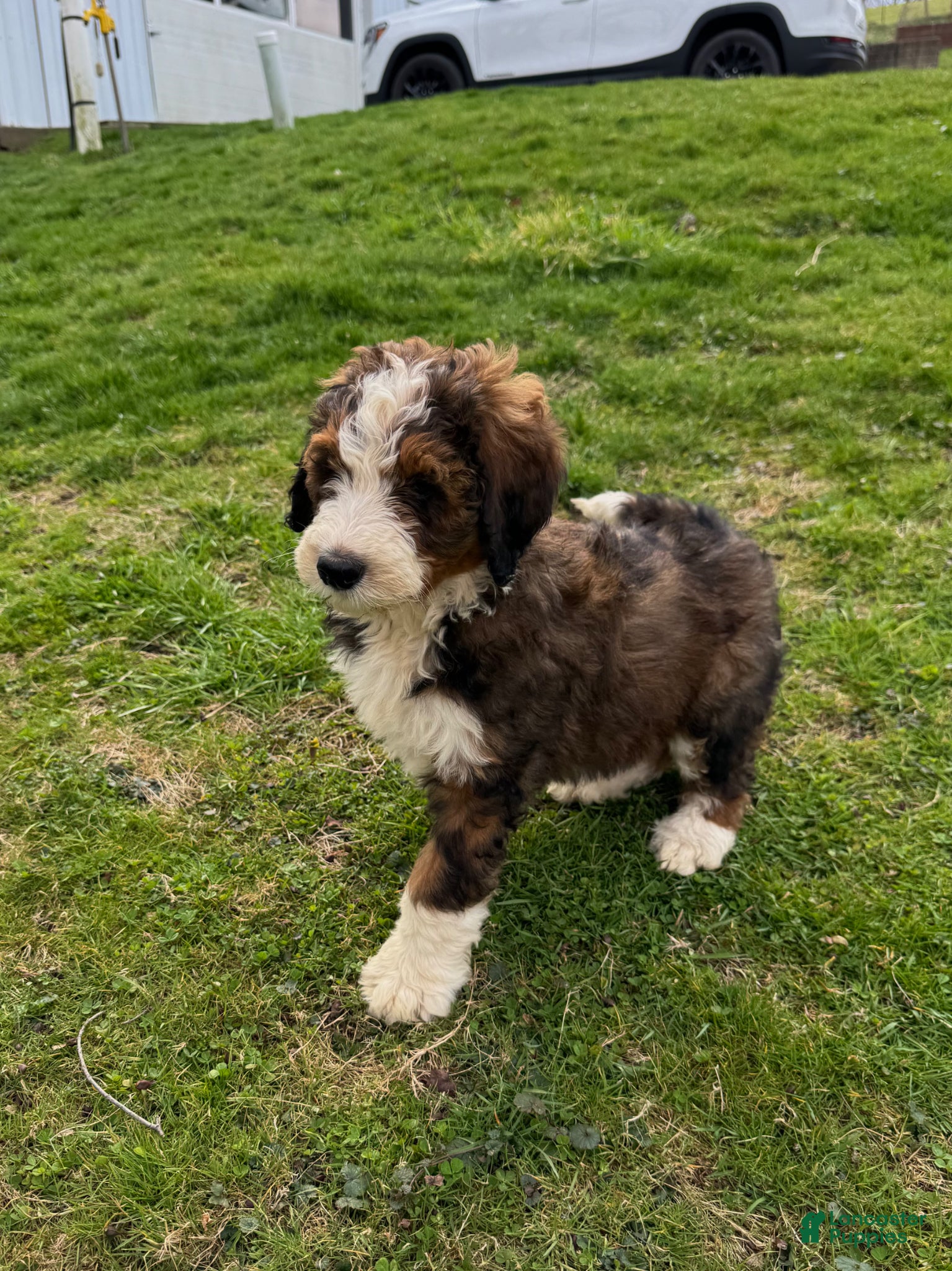 Bernedoodle dogs Milo - Ad 2