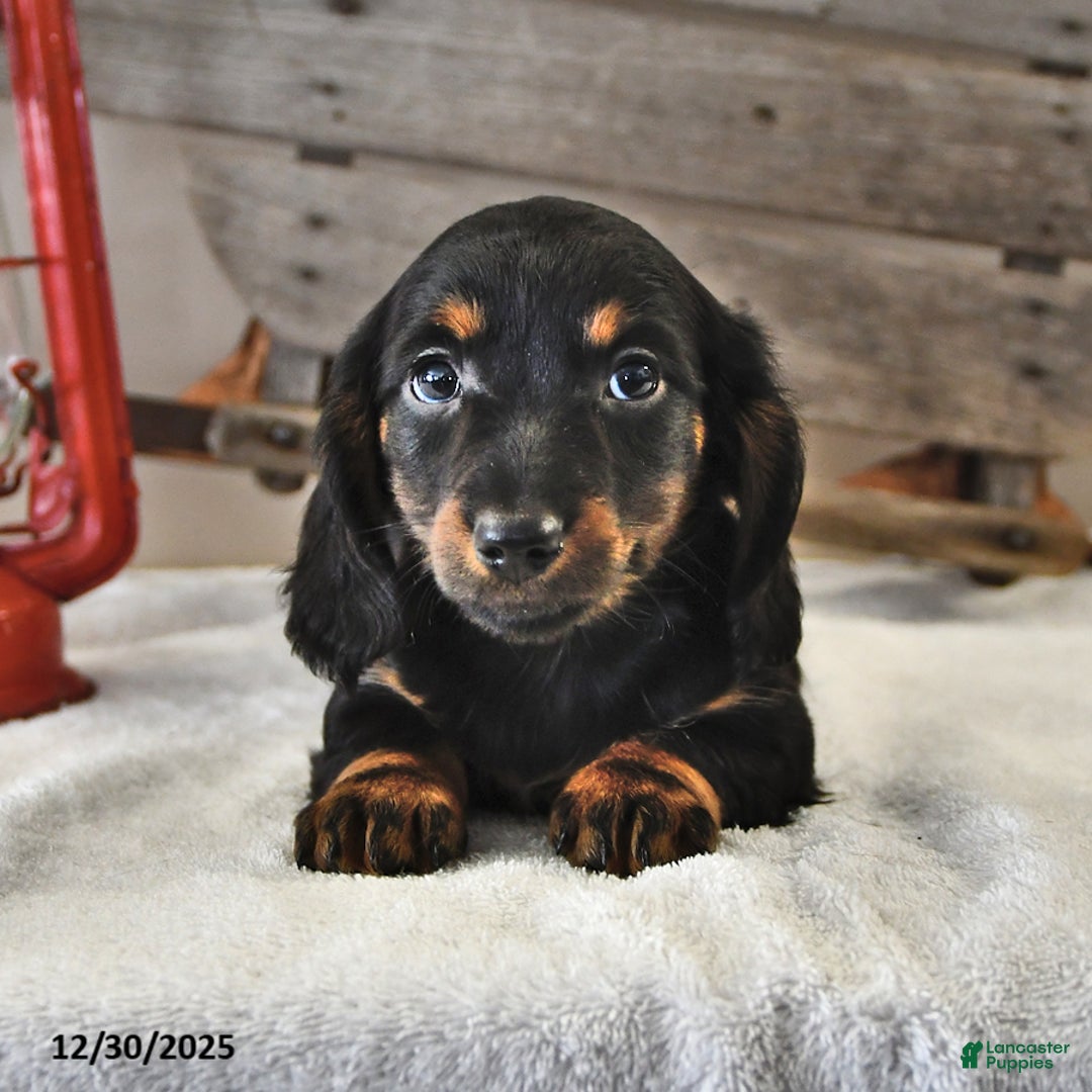 Miniature Dachshund dogs for sale: Jasper - Ad 1