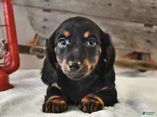 Miniature Dachshund dogs Jasper - Ad 27