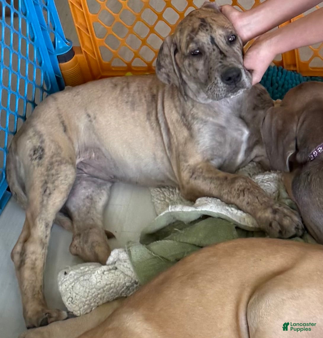 Great Dane dogs Magenta  - Ad 30