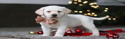 Labrador Retriever dogs for sale: Buddy - Ad 4