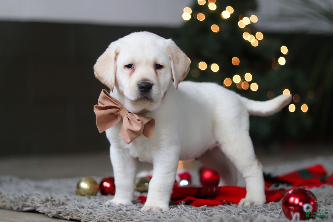 Labrador Retriever dogs for sale: Buddy - Ad 4
