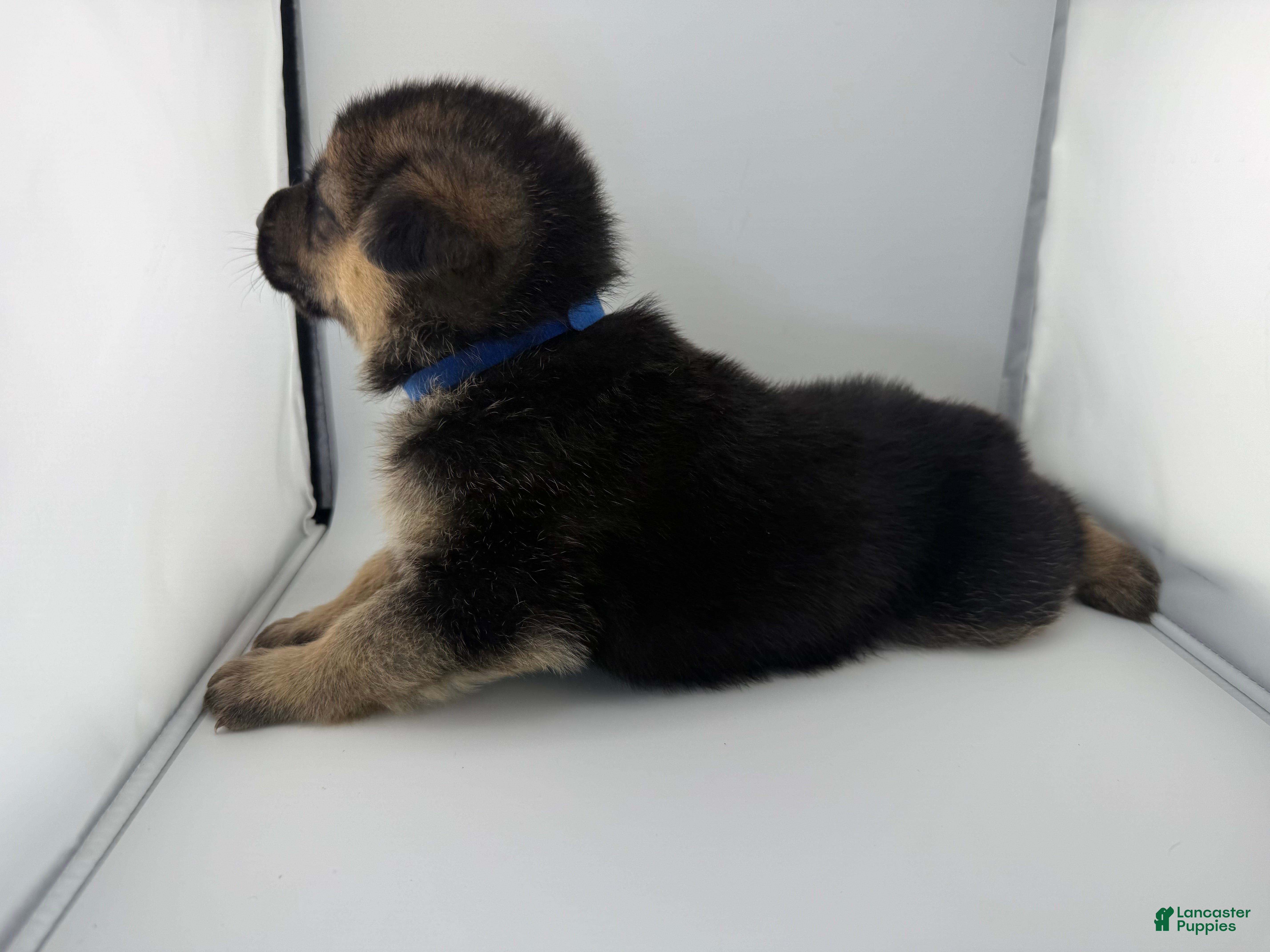 German Shepherd dogs Dallas - Ad 2