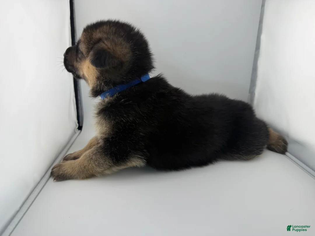 German Shepherd dogs for sale: Dallas - Ad 2