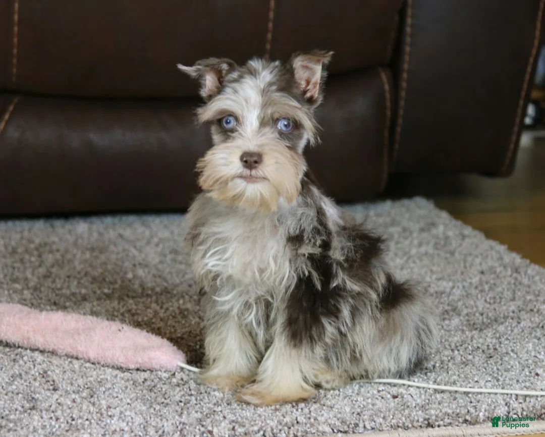Miniature Schnauzer dogs for sale: Cosmo - Ad 1