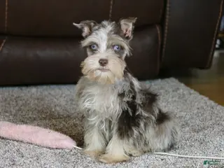 Miniature Schnauzer dogs Cosmo - Ad 6