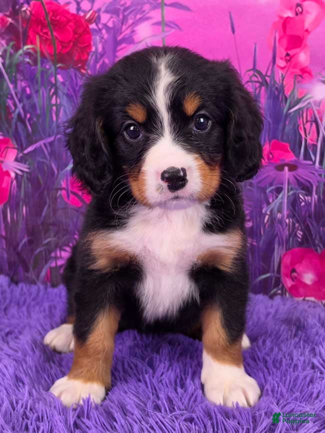 Miniature Bernese Mountain Dog dogs Sundae - Ad 4
