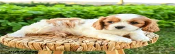 Cavalier King Charles Spaniel dogs for sale: Sheila - Ad 3