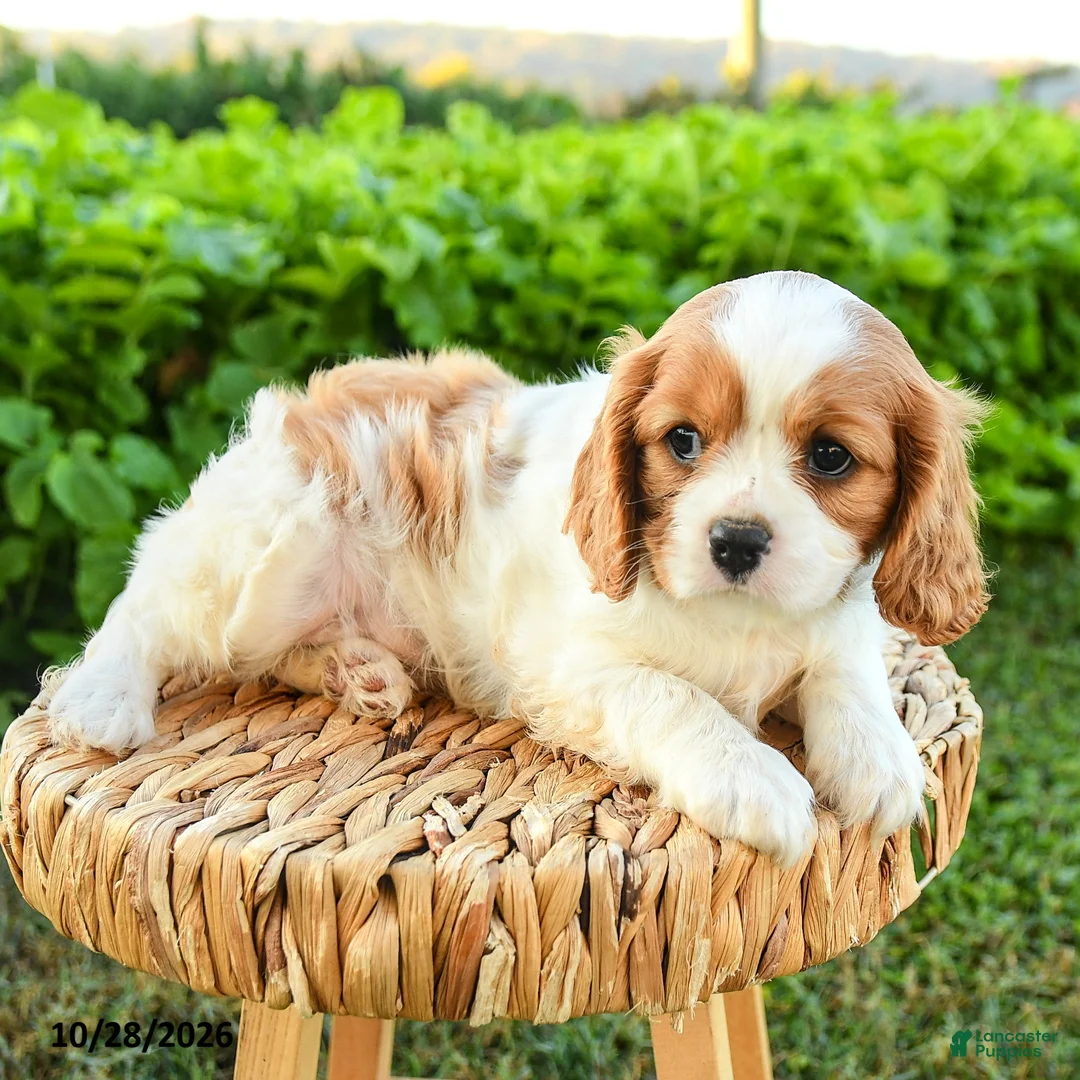 Cavalier King Charles Spaniel dogs for sale: Sheila - Ad 3