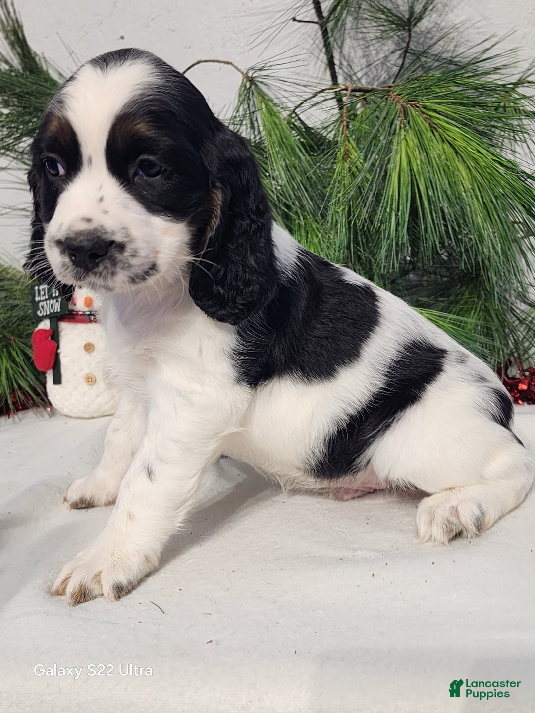 English Springer Spaniel dogs for sale: Marc - Ad 8