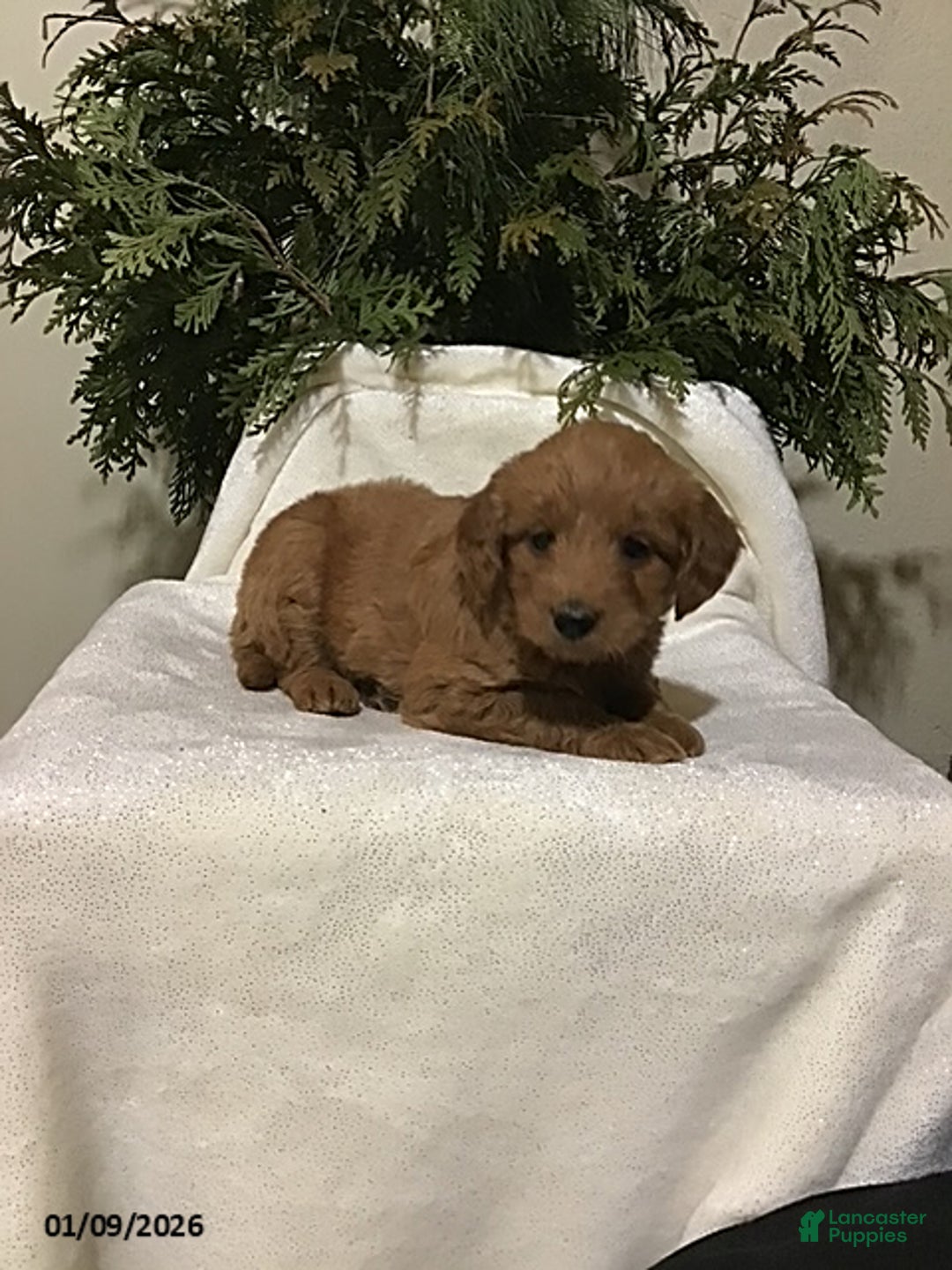 Mini Goldendoodle dogs for sale: Jewel - Ad 2