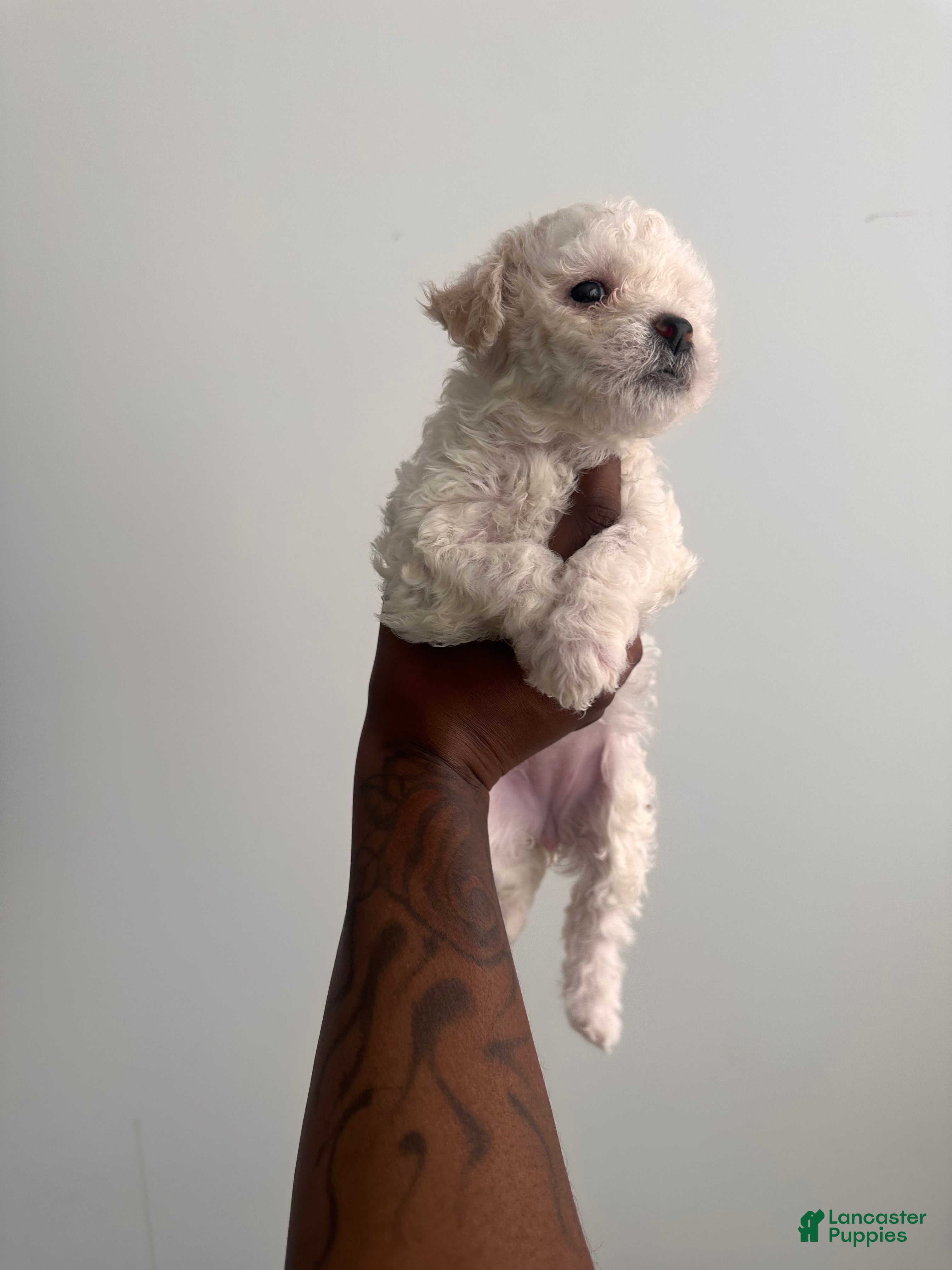 Bichpoo dogs Bichpoo 4 - Ad 6