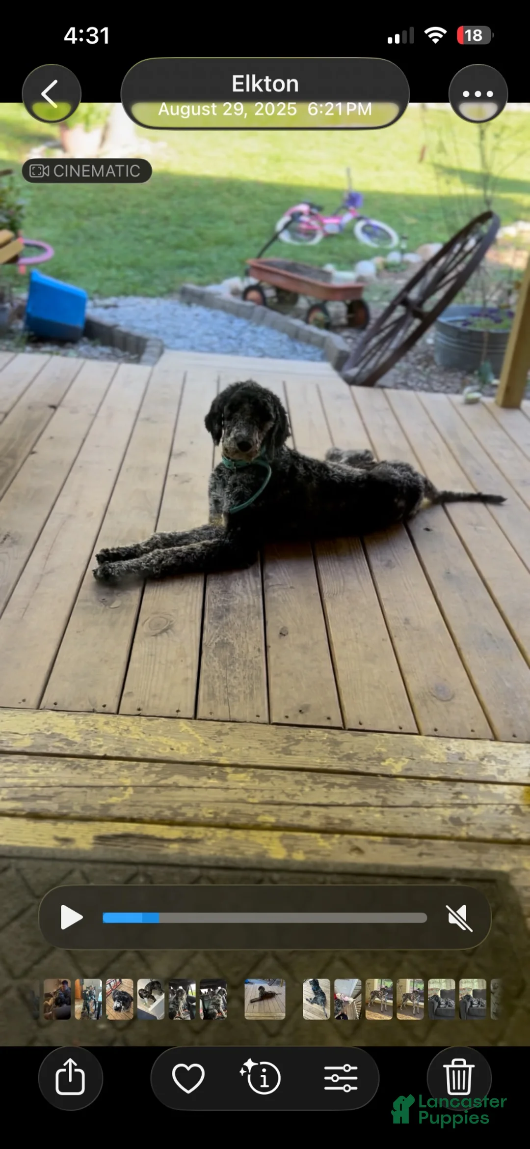 Standard Poodle dogs for stud: Denim Stud  - Ad 3