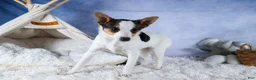 Toy Fox Terrier dogs for sale: Theo  - Ad 10