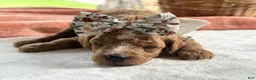 Mini Goldendoodle dogs for sale: Raya - Ad 4