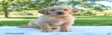 Arlo