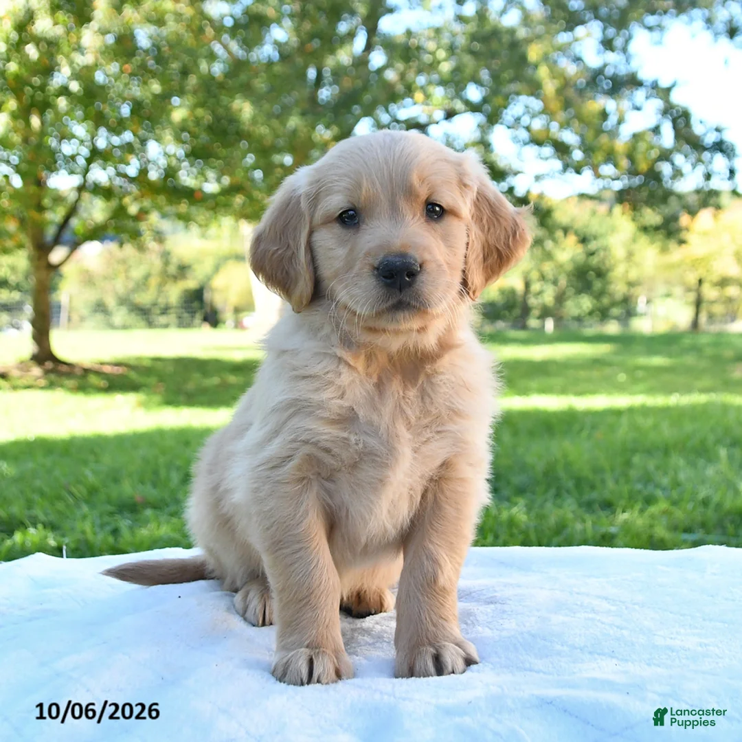 Golden Retriever dogs for sale: Arlo - Ad 1