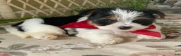 Biewer Terrier dogs for sale: Winky - Ad 9