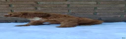 Irish Doodle dogs for sale: Echo - Ad 7