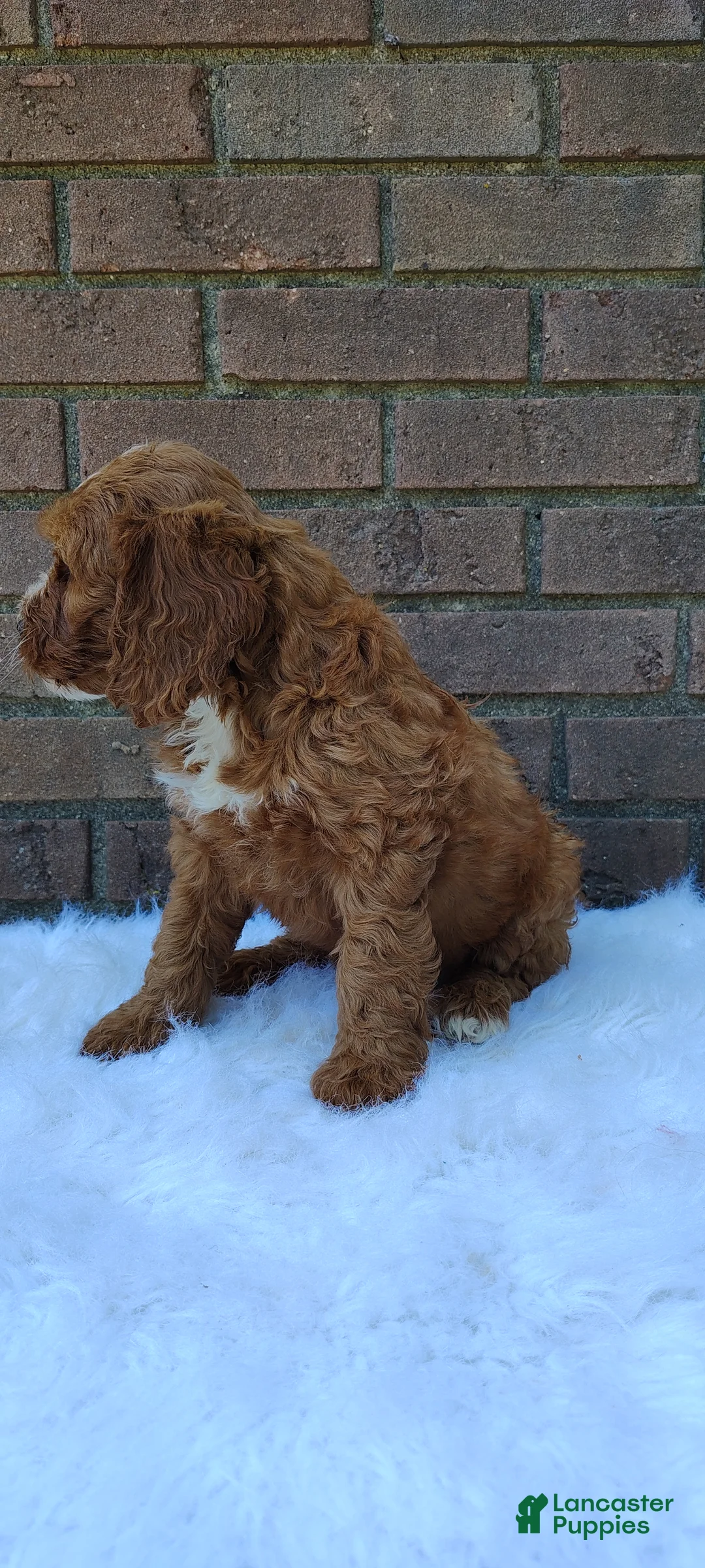 Irish Doodle dogs for sale: Echo - Ad 7