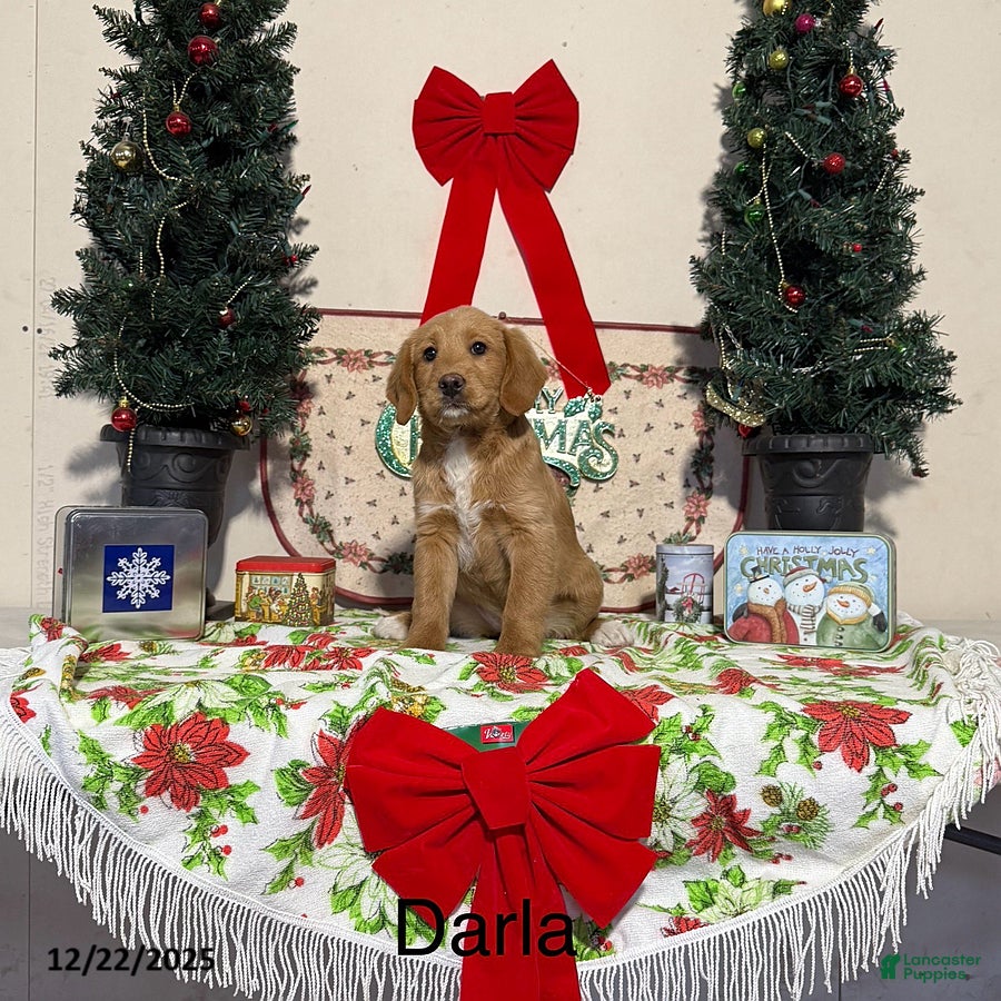 Miniature Labradoodle dogs for sale: Darla - Ad 1