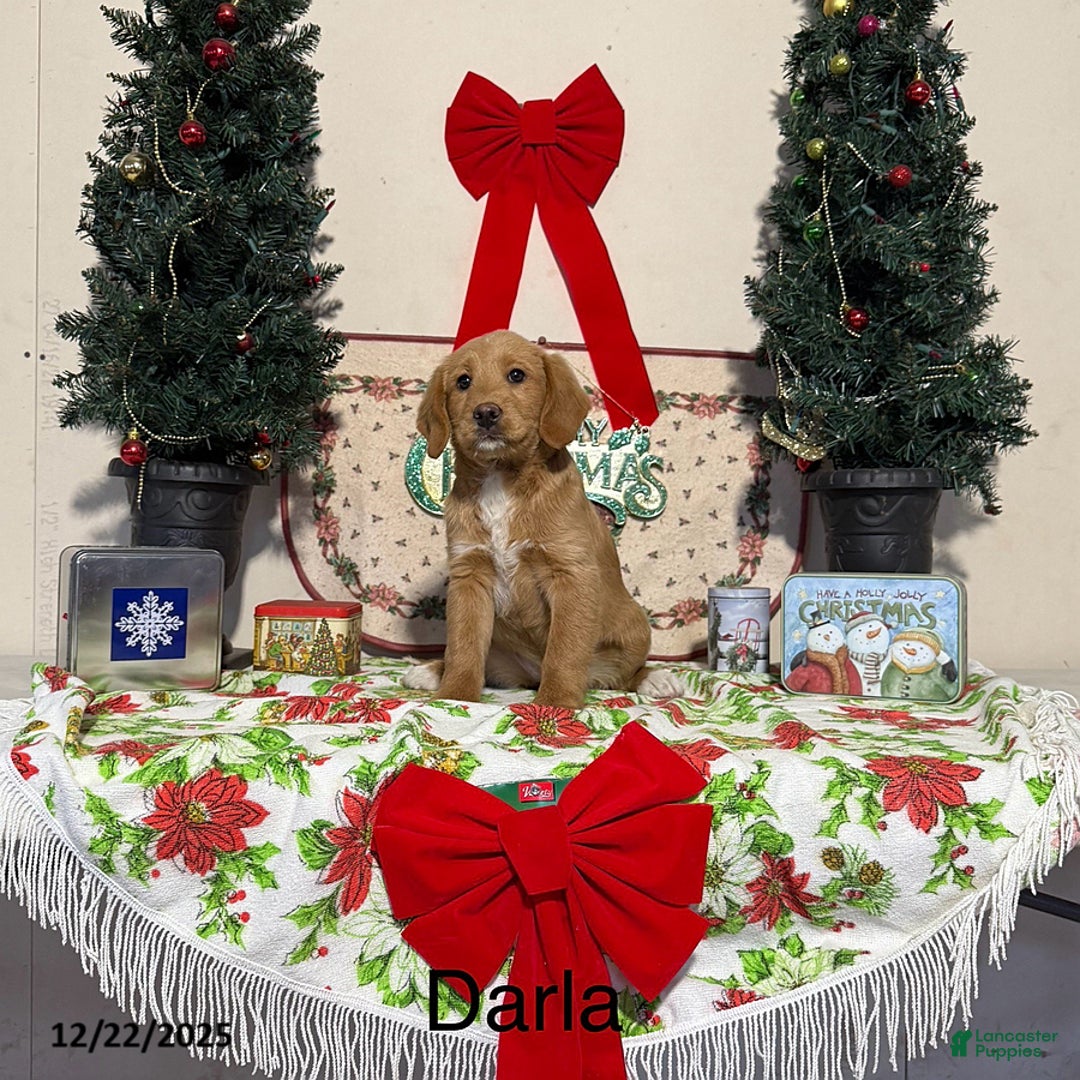 Miniature Labradoodle dogs for sale: Darla - Ad 1