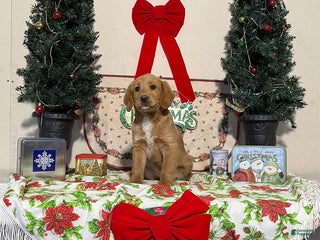 Miniature Labradoodle dogs for sale: Darla - Ad 1