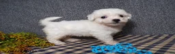Bichon Frise dogs for sale: Blake - Ad 1