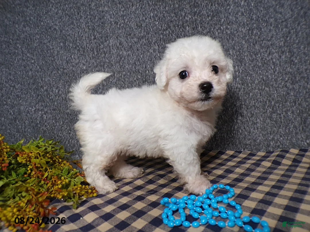 Bichon Frise dogs for sale: Blake - Ad 1