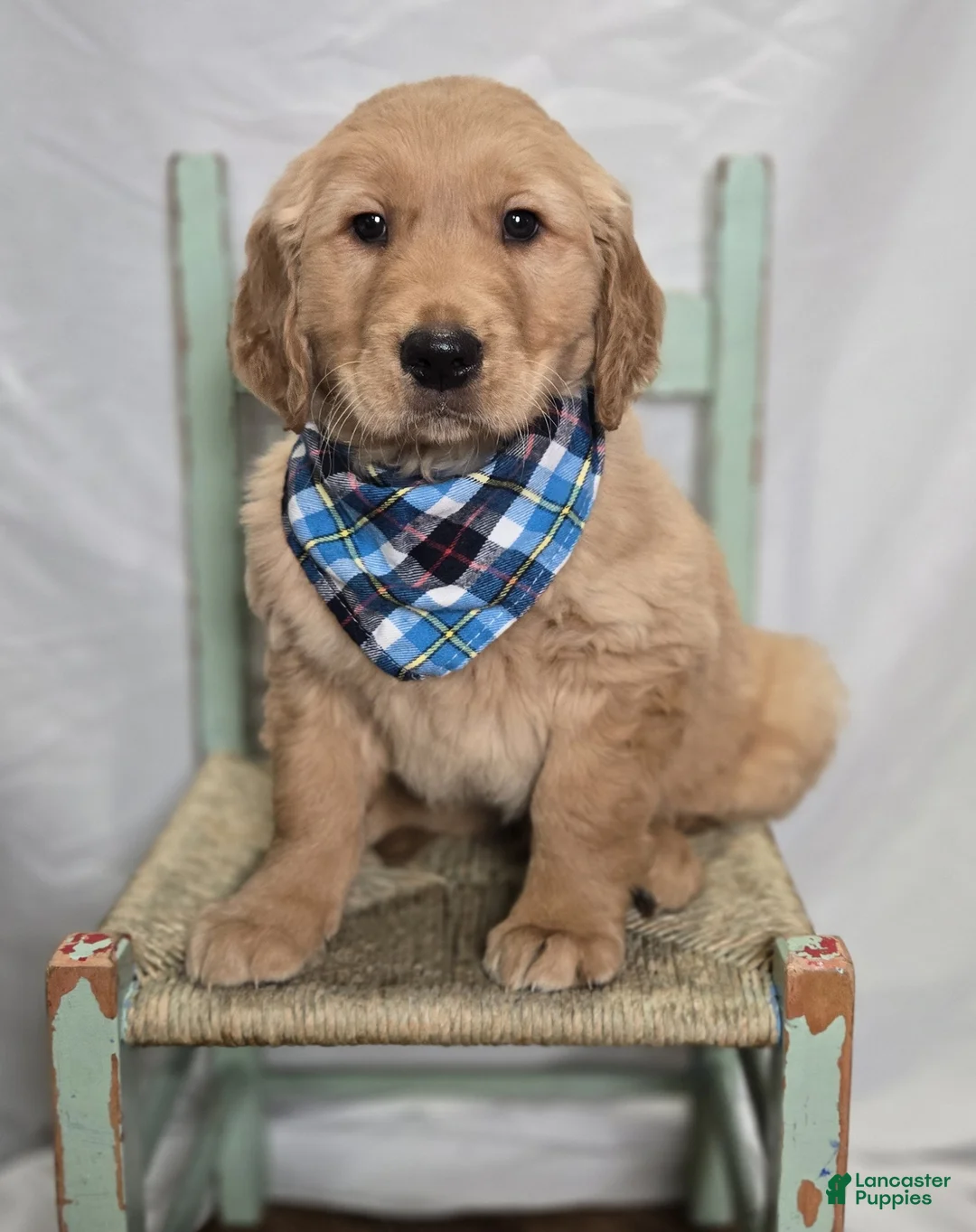 Golden Retriever dogs for sale: Parker - Ad 4