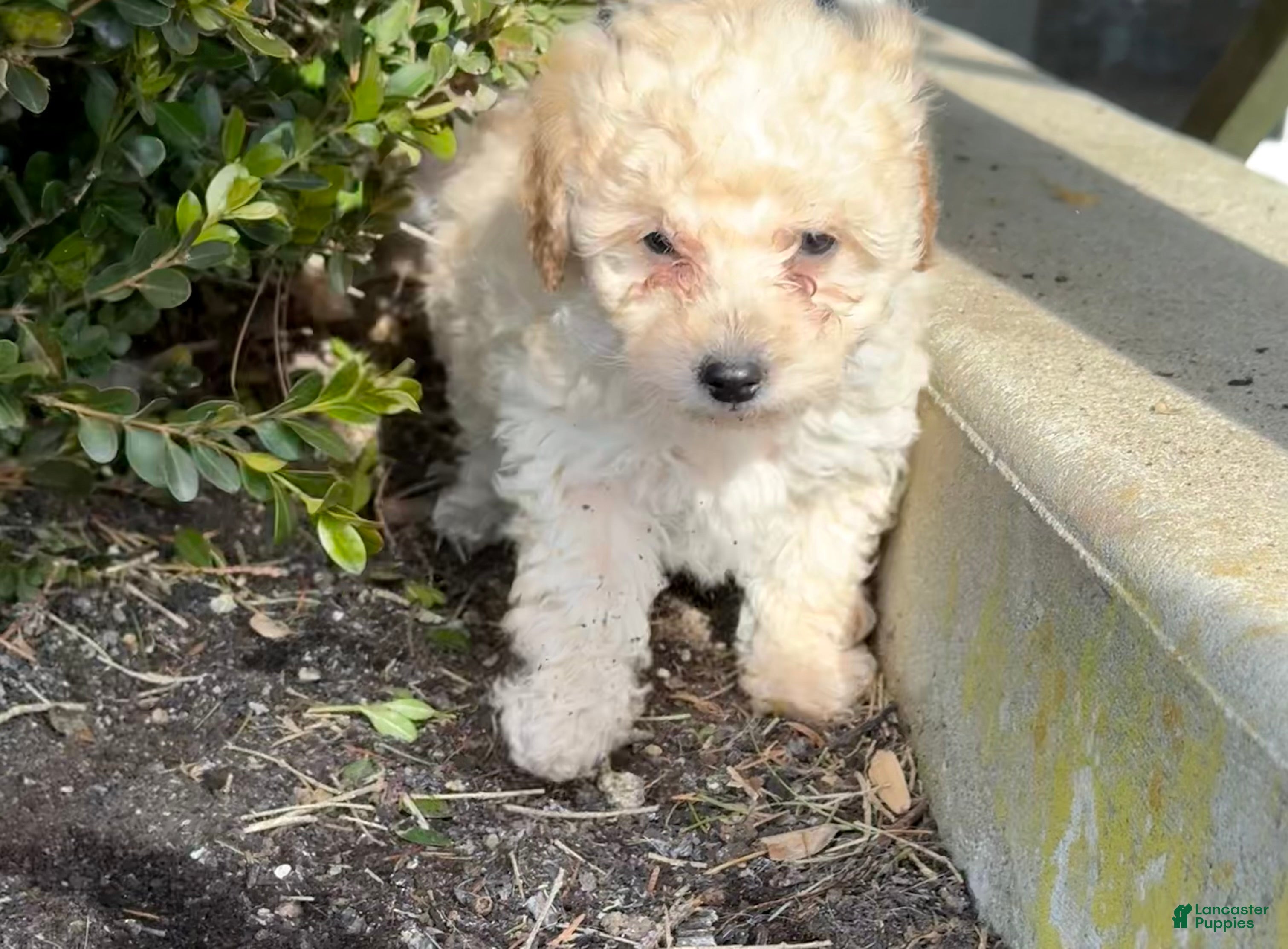 Toy Poodle dogs Timmy - Ad 2