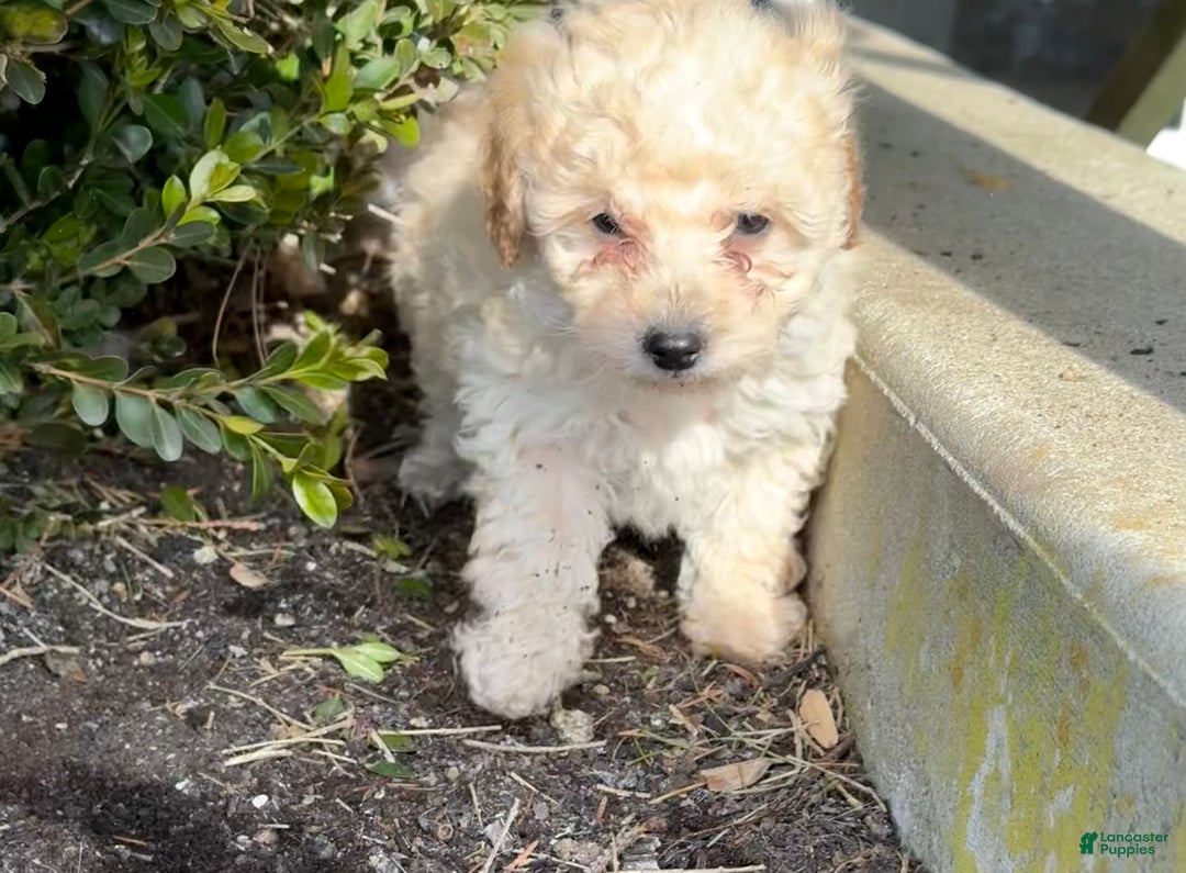 Toy Poodle dogs for sale: Timmy - Ad 2