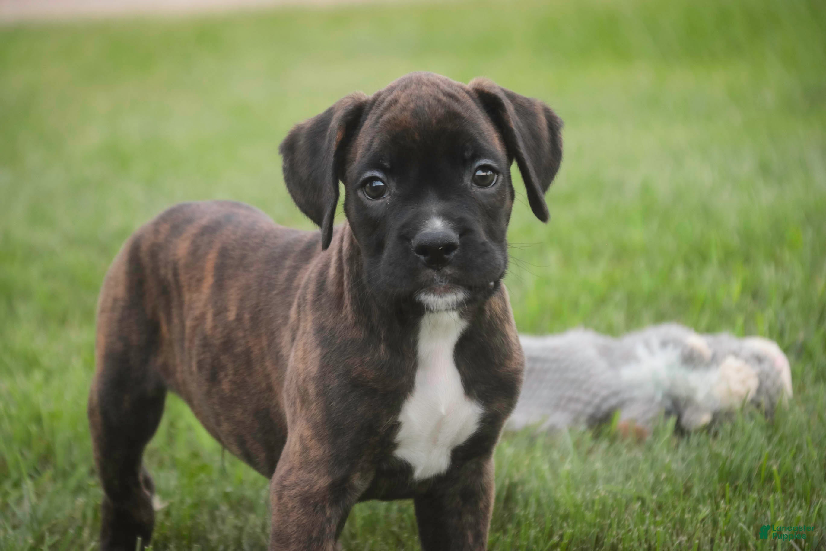 Boxer dogs Skipper - Ad 2