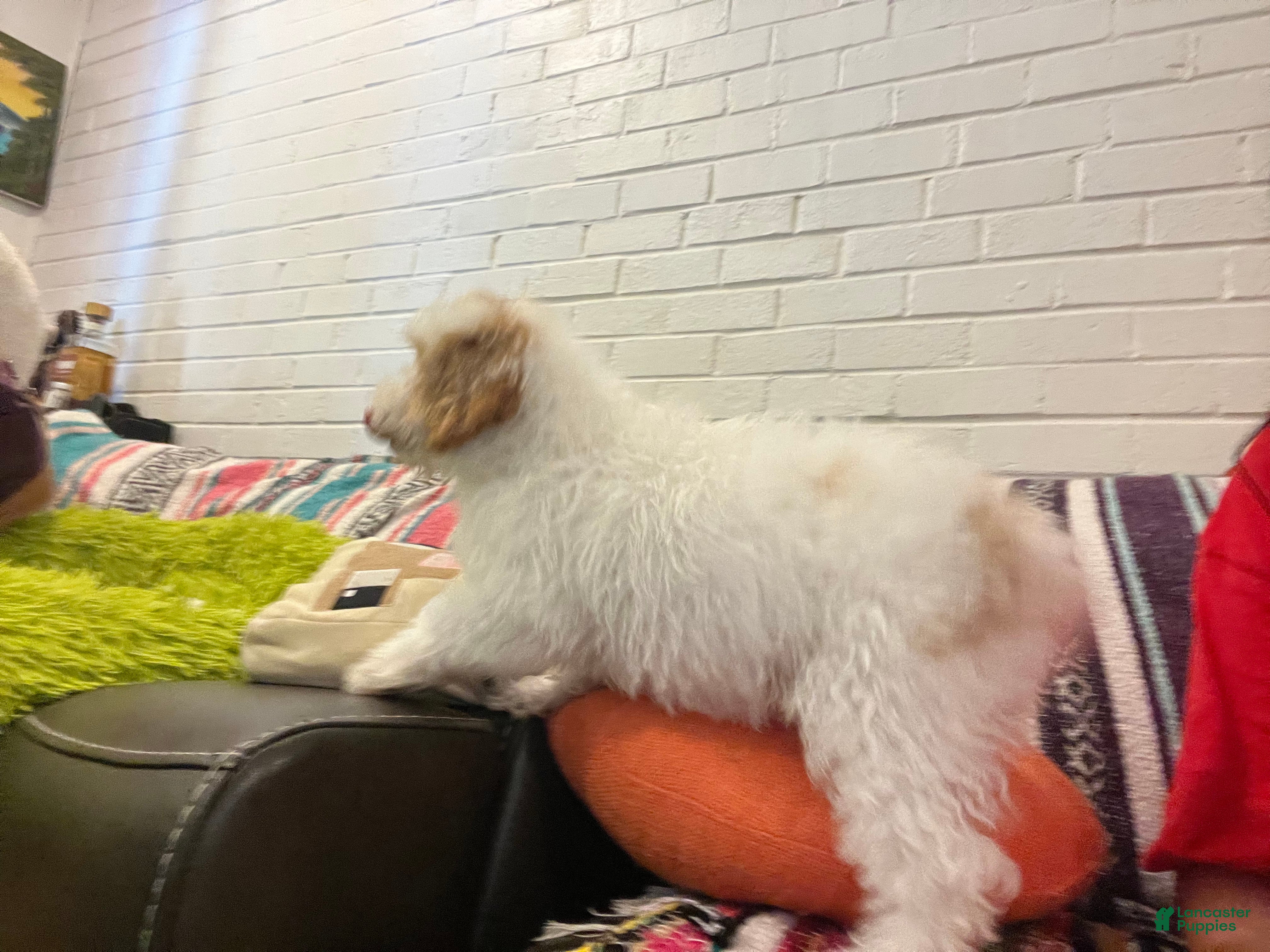 Mini Goldendoodle dogs Leo - Ad 31