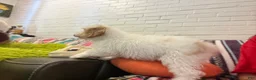 Mini Goldendoodle dogs for sale: Leo - Ad 1