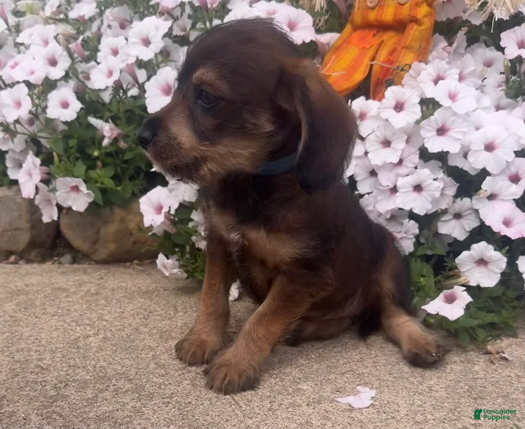 Mixed Breed dogs for sale: Johnny - Ad 2