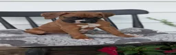 Boxer dogs for sale: Kona - Ad 4