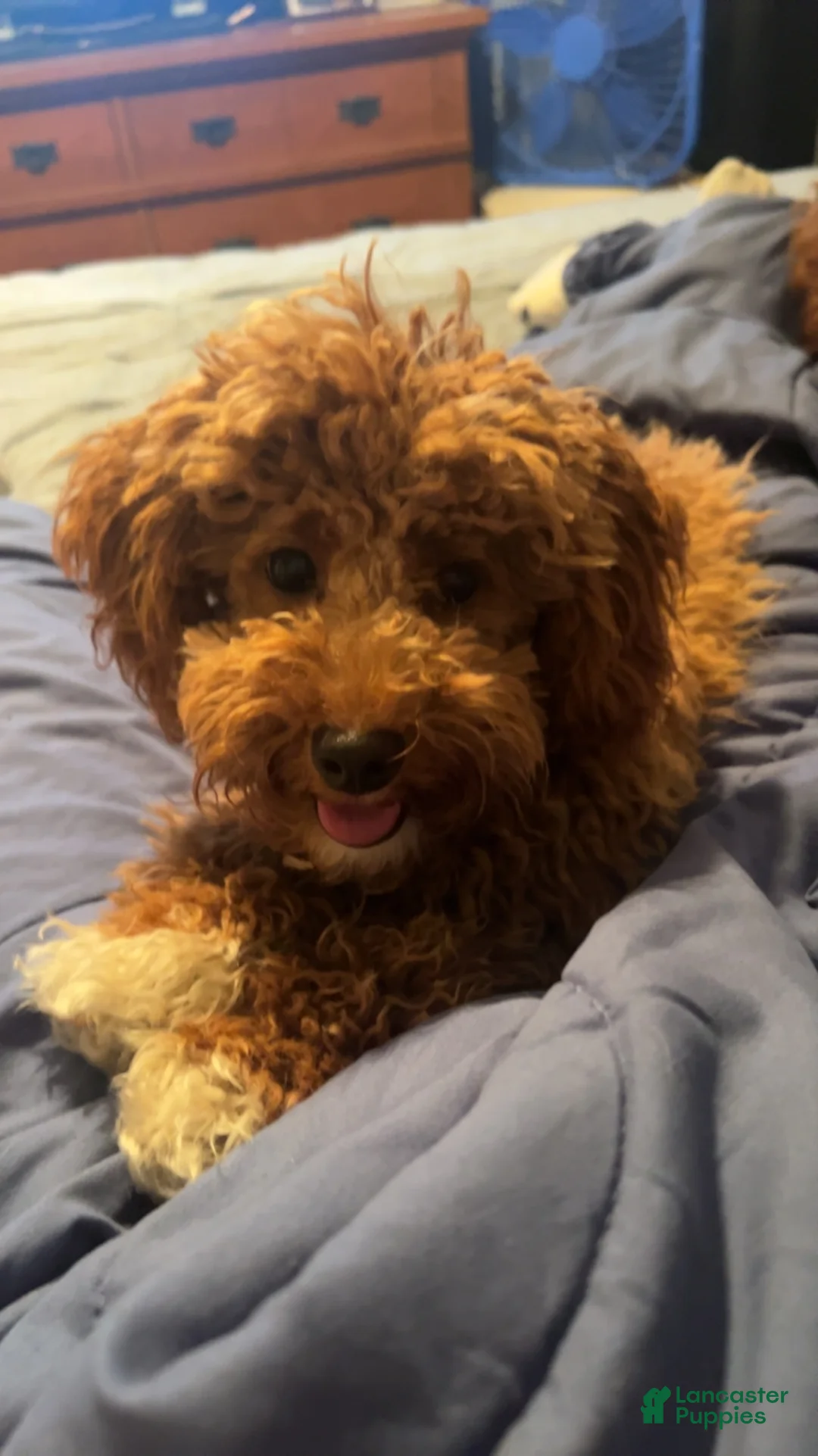 Mini Goldendoodle dogs for sale: Chewy  - Ad 14