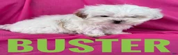 Shihpoo dogs for sale: BUSTER - Ad 3