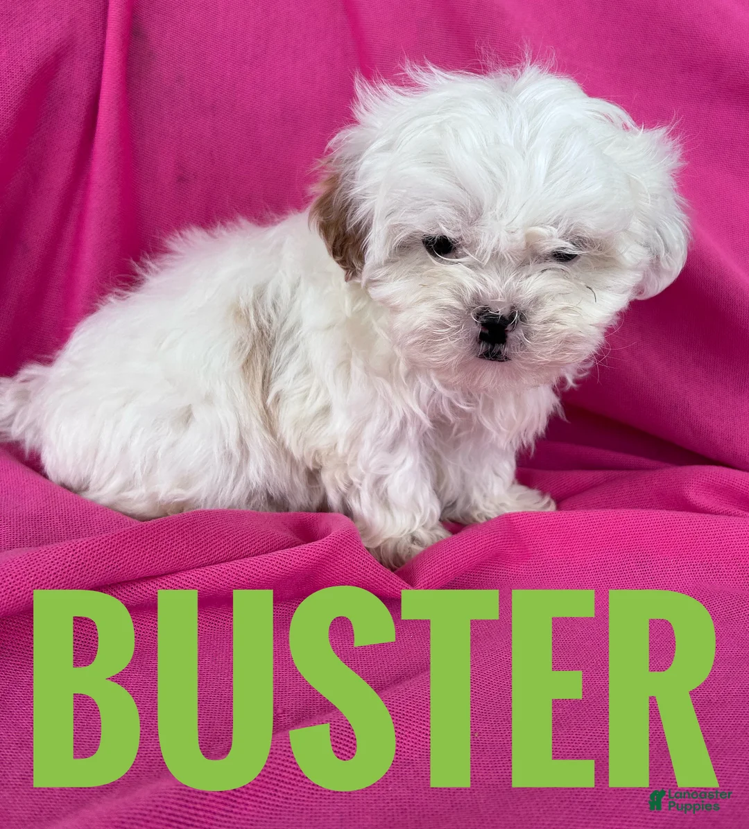 Shihpoo dogs for sale: BUSTER - Ad 3