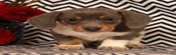 Miniature Dachshund dogs for sale: Andy - Ad 1