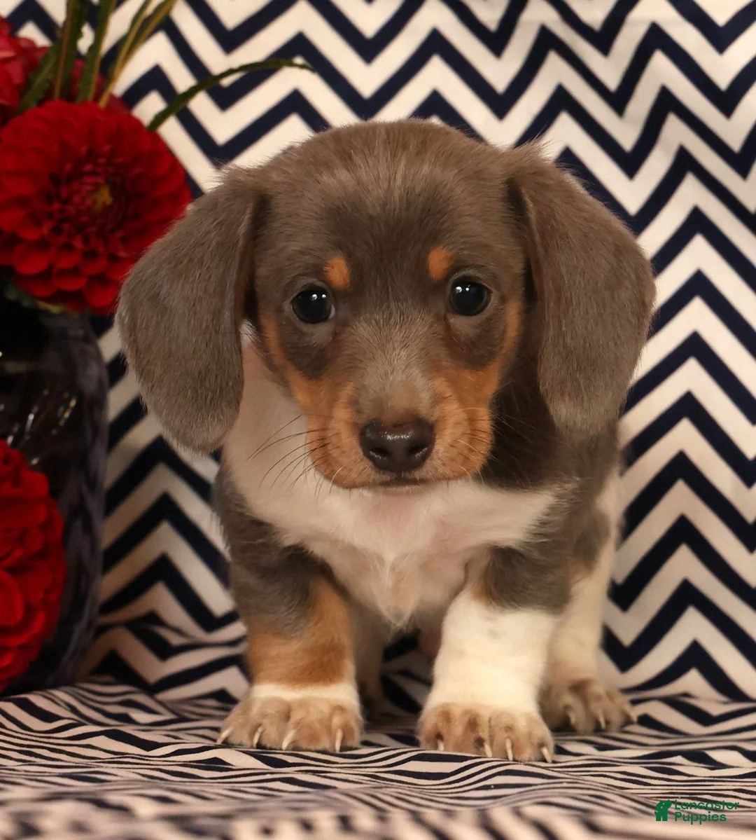 Miniature Dachshund dogs for sale: Andy - Ad 1