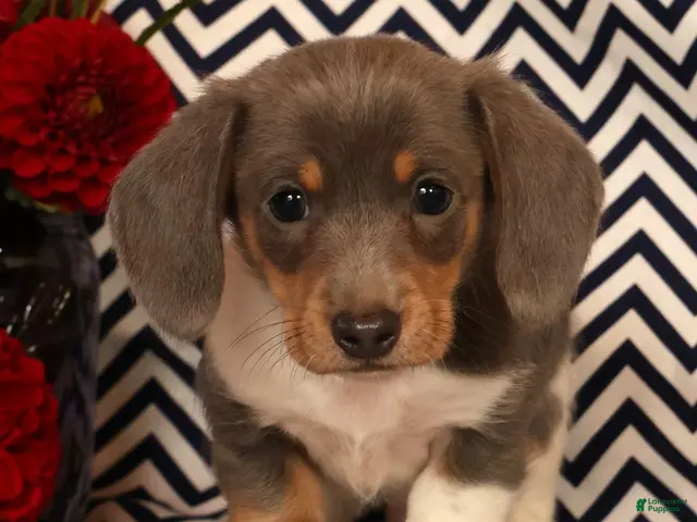 Miniature Dachshund dogs for sale: Andy - Ad 2