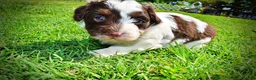 Havapoo dogs for sale: Teddy - Ad 9