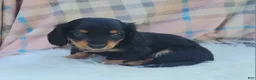 Miniature Dachshund dogs for sale: Vivian  - Ad 36