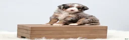 Mini Bernedoodle dogs for sale: Fern  - Ad 12
