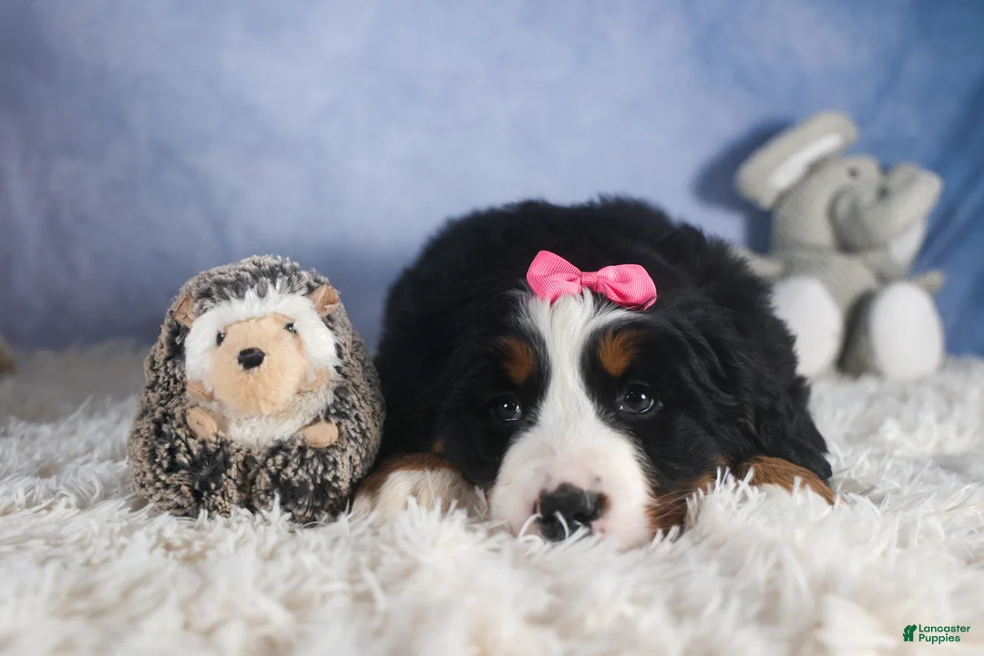 Bernese Mountain Dog dogs for sale: HANNAH - Ad 14