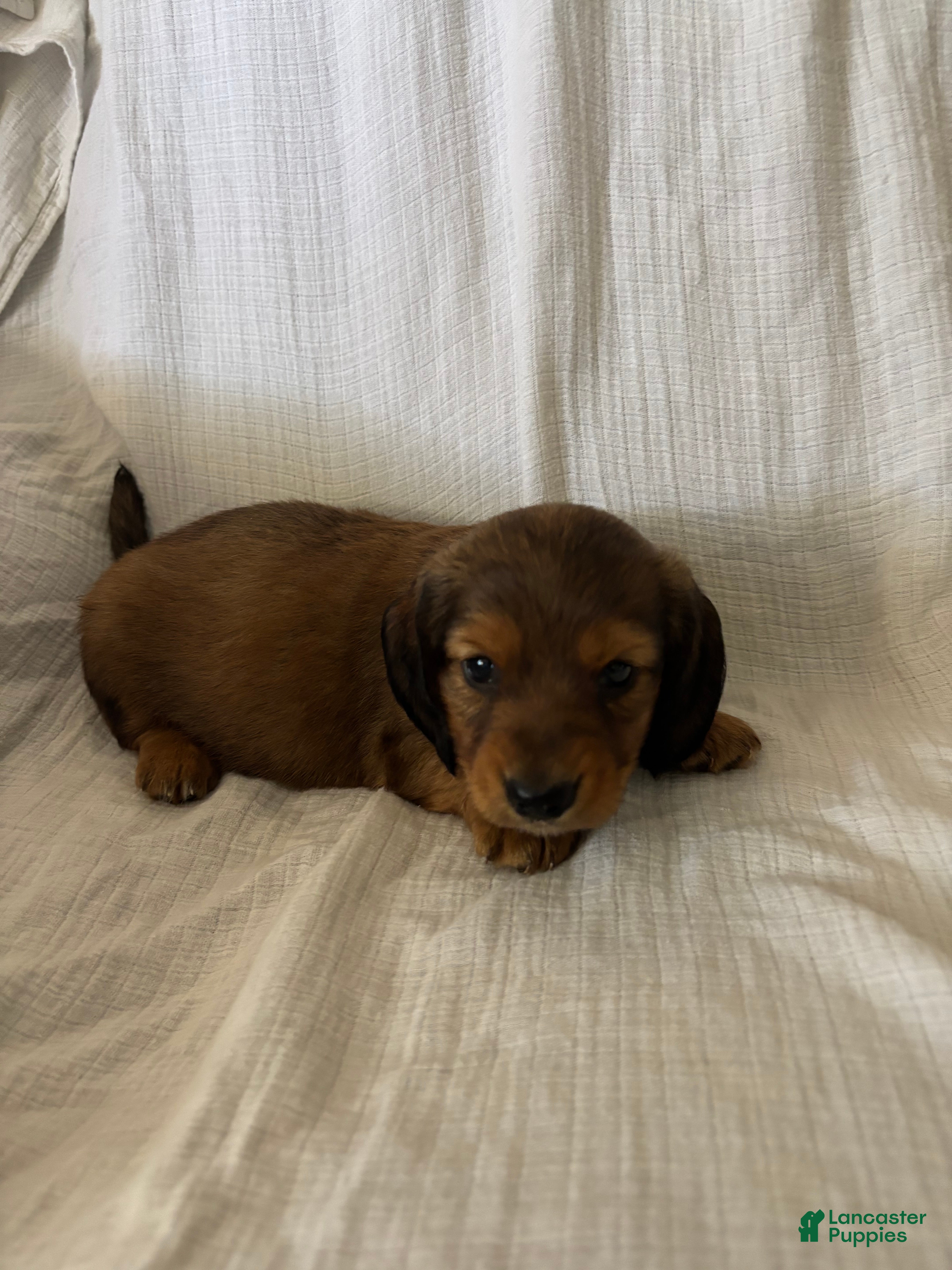 Miniature Dachshund dogs Blazer - Ad 1