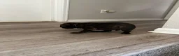 Cane Corso dogs for sale: Cane Corso 4 - Ad 5