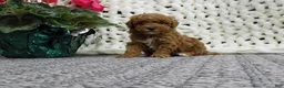 Toy Poodle dogs for sale: Baxter - Ad 1